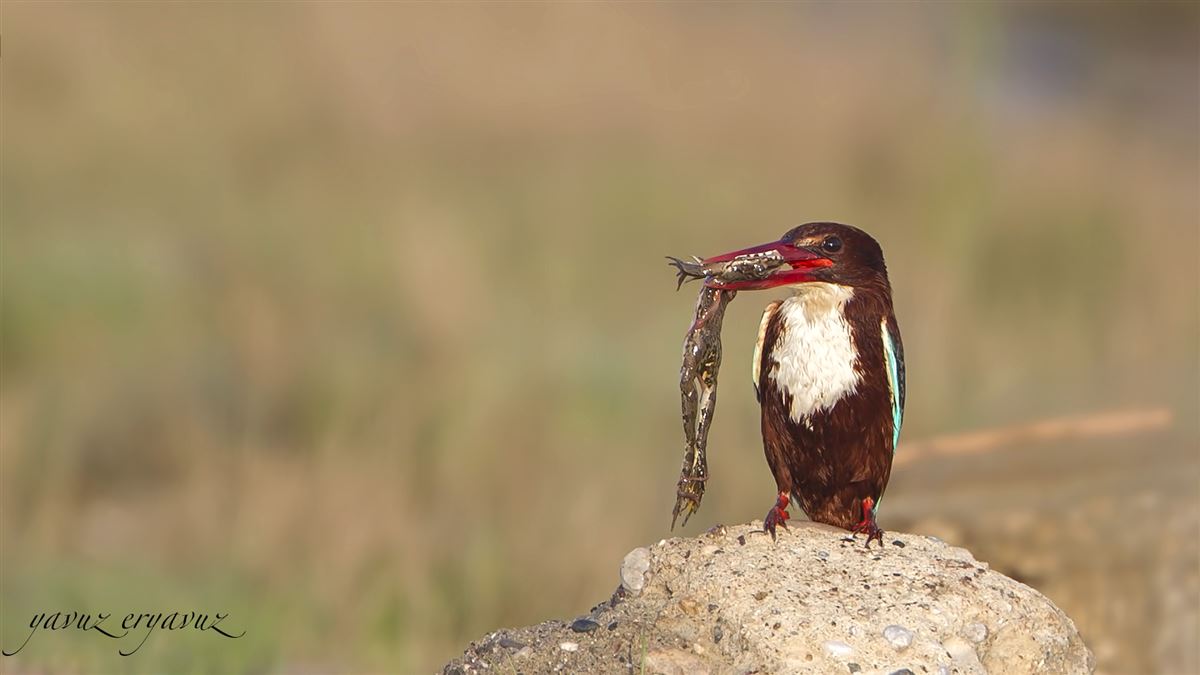 White-throated Kingfisher