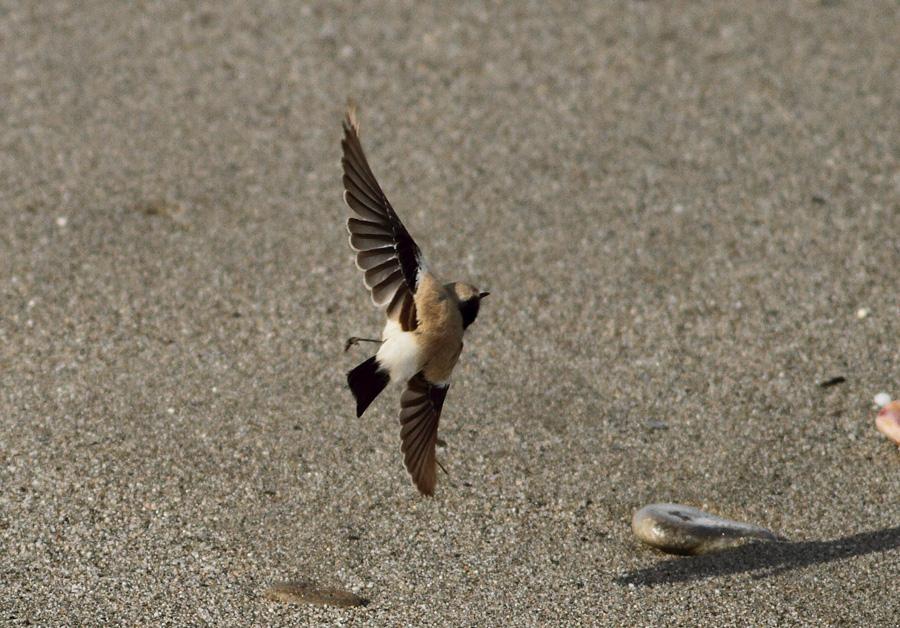 Desert Wheatear