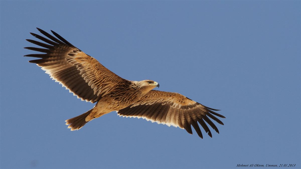 Eastern Imperial Eagle