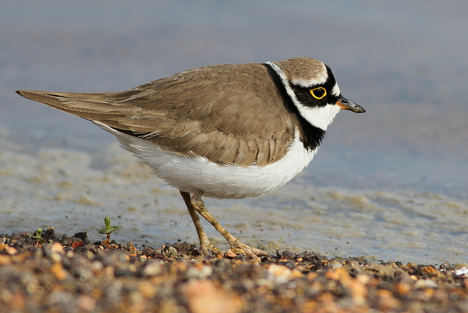 Little Ringed Plover