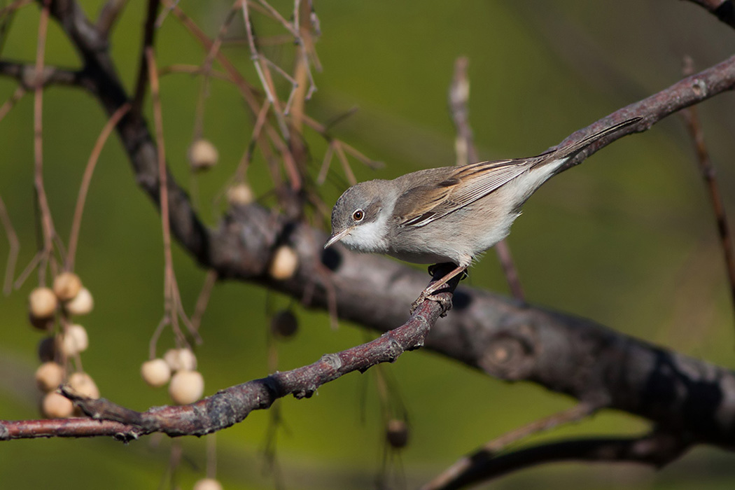 Common Whitethroat