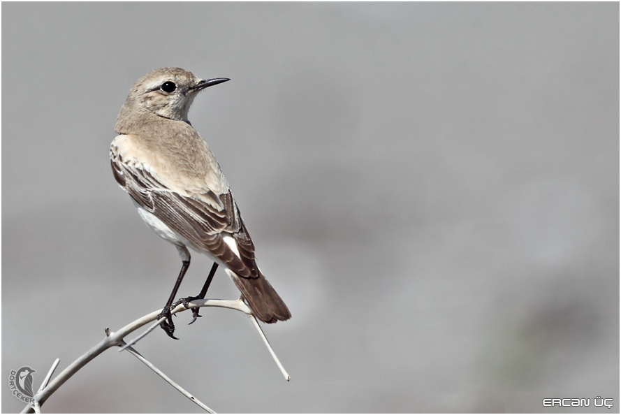 Desert Wheatear