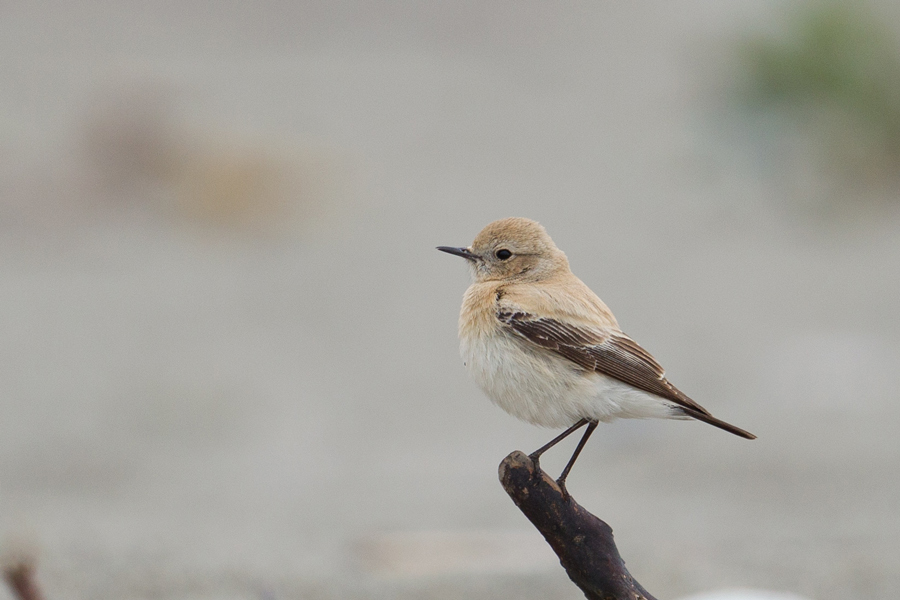 Desert Wheatear