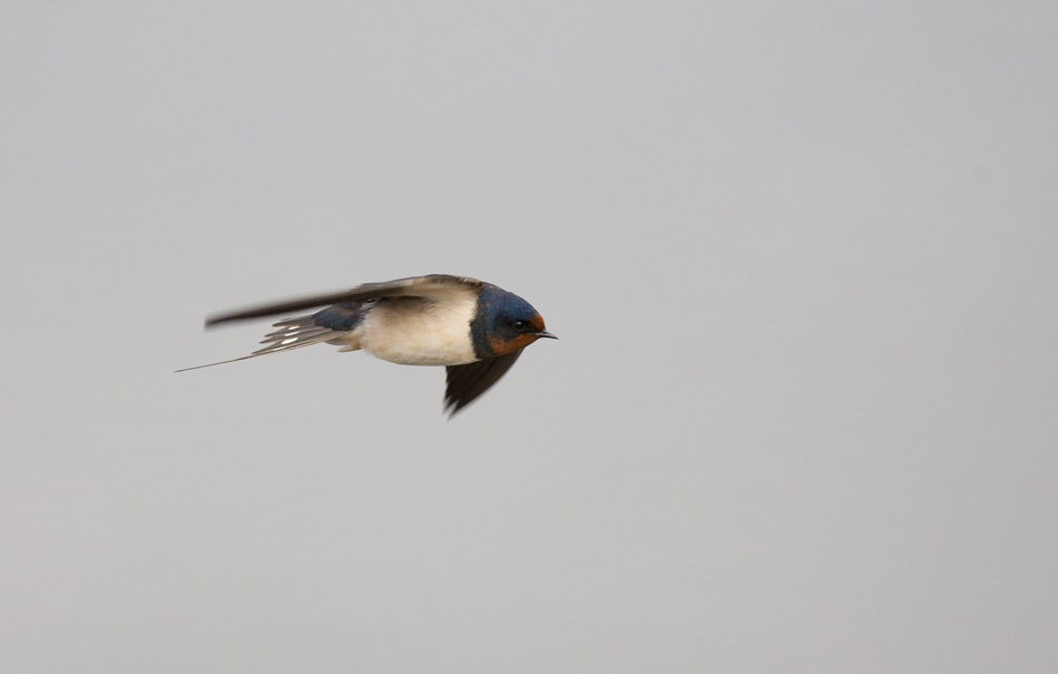 Barn Swallow