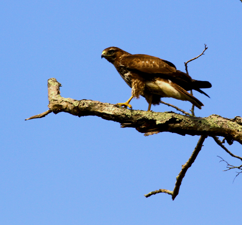 Common Buzzard