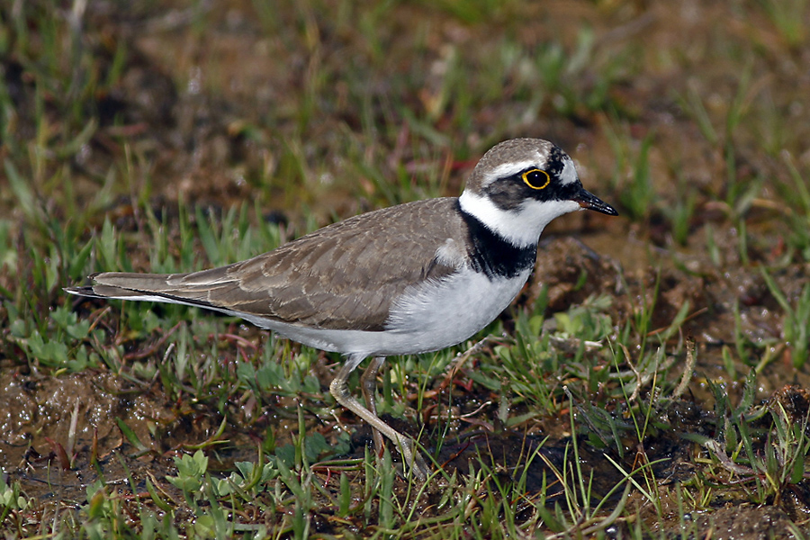 Little Ringed Plover