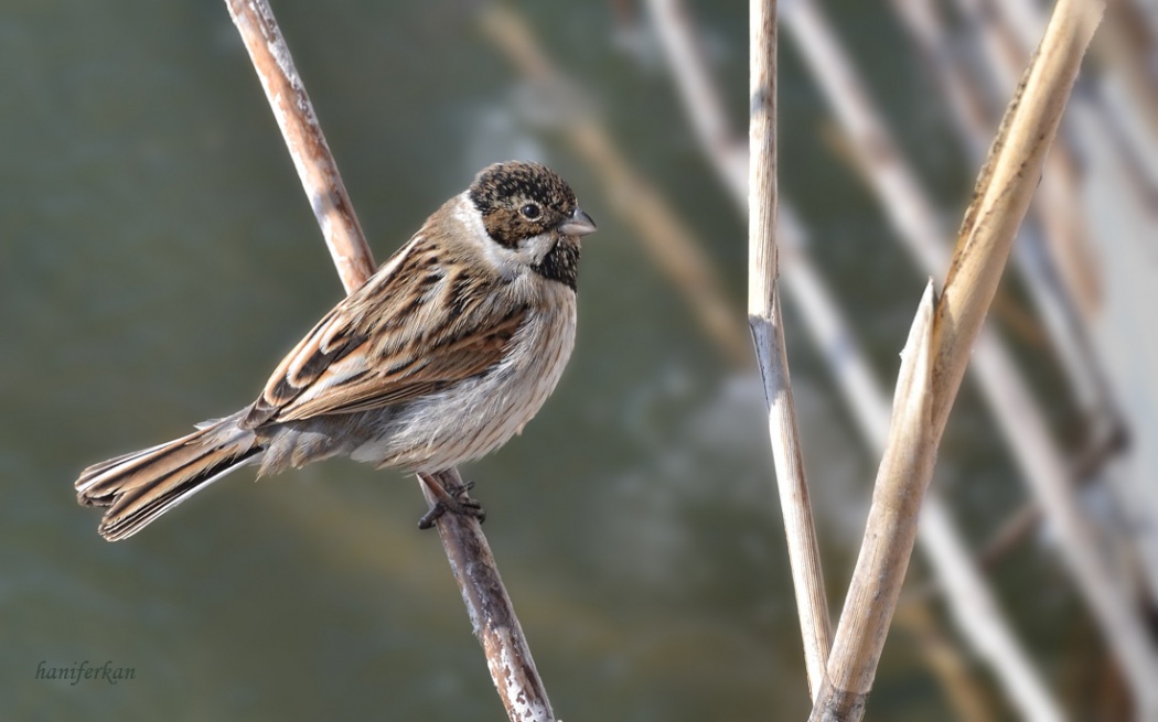 Common Reed Bunting