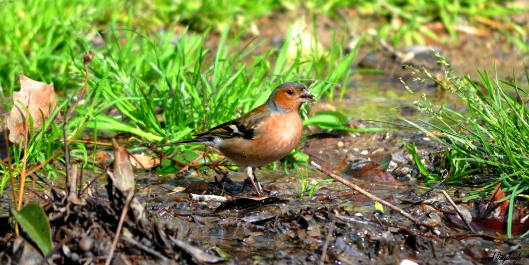 Common Chaffinch