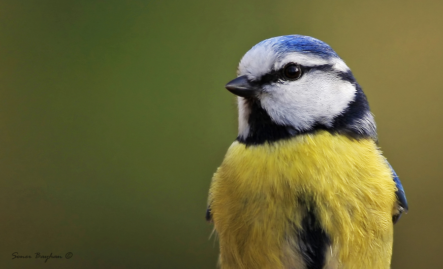 Eurasian Blue Tit