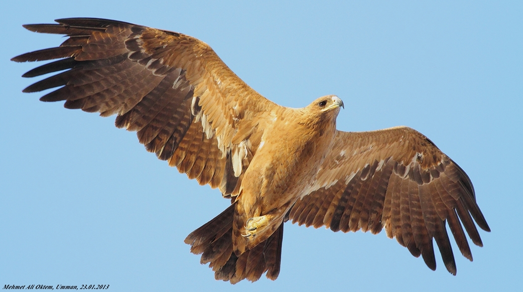 Steppe Eagle