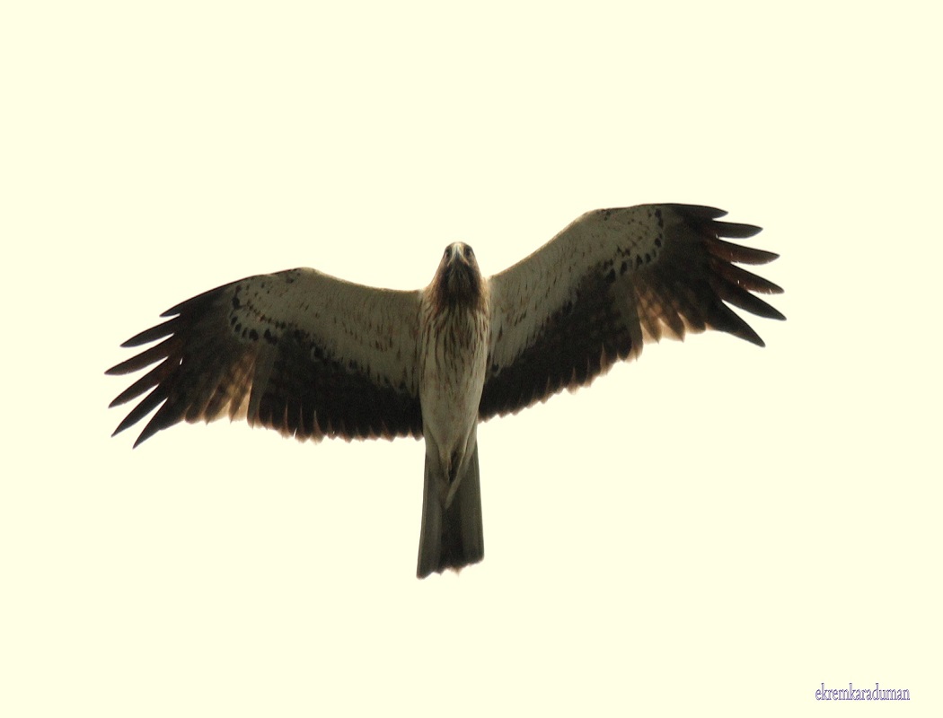 Booted Eagle