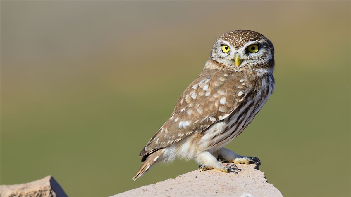 Little Owl