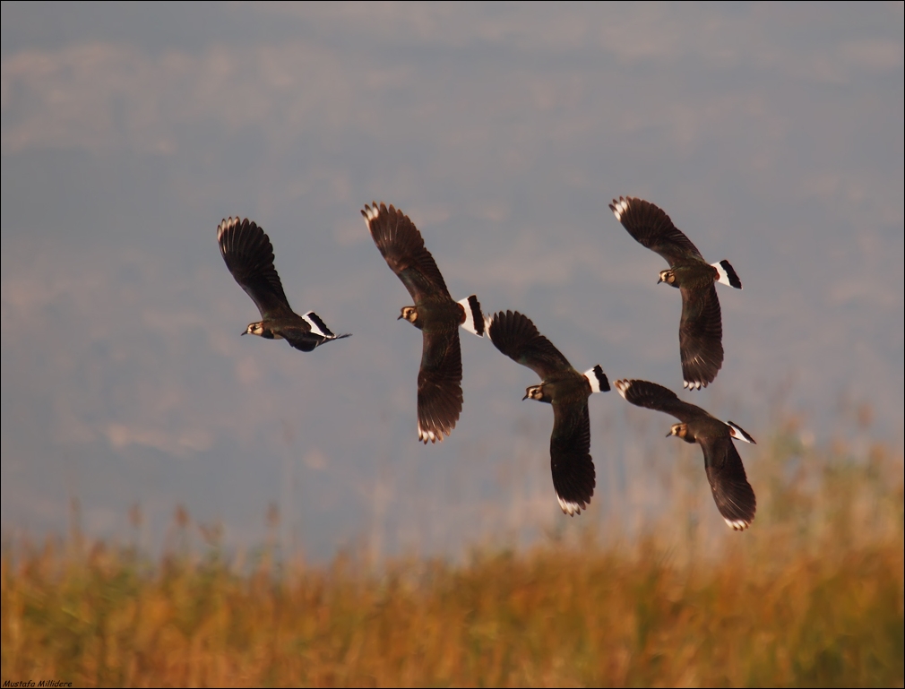Northern Lapwing