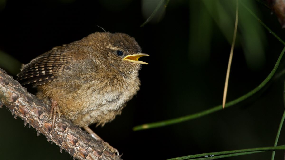 Eurasian Wren
