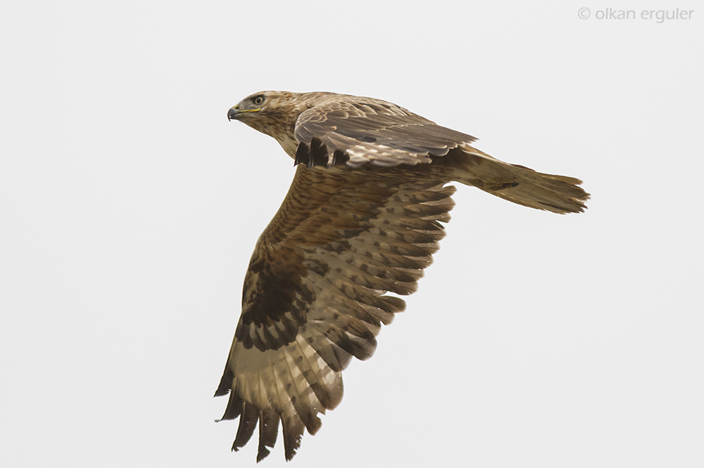 Long-legged Buzzard