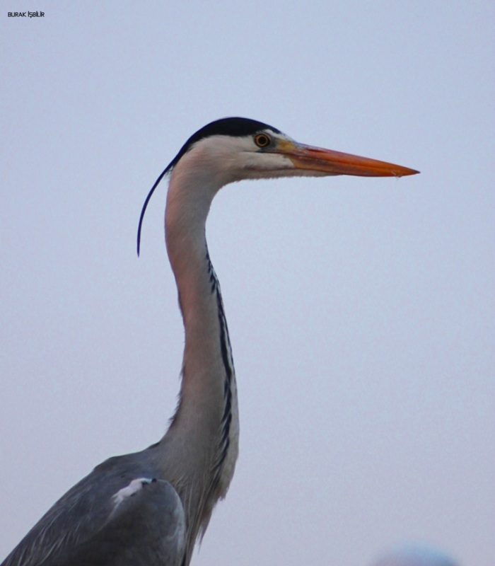 Grey Heron