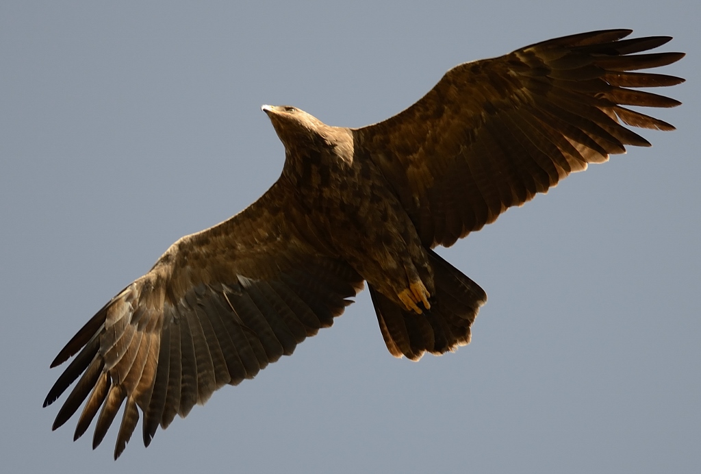 Lesser Spotted Eagle