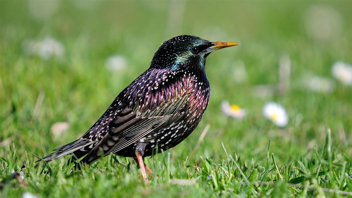 Common Starling