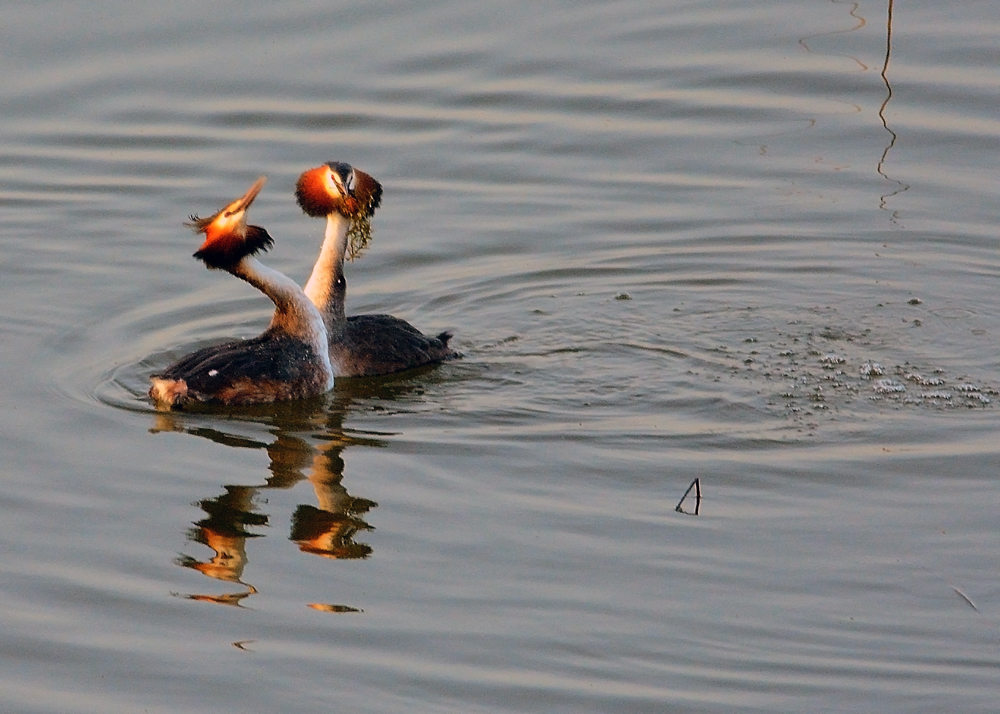 Great Crested Grebe