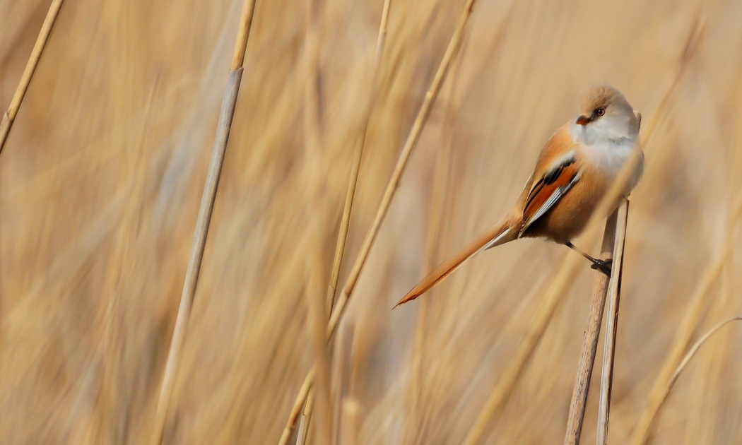 Bearded Reedling