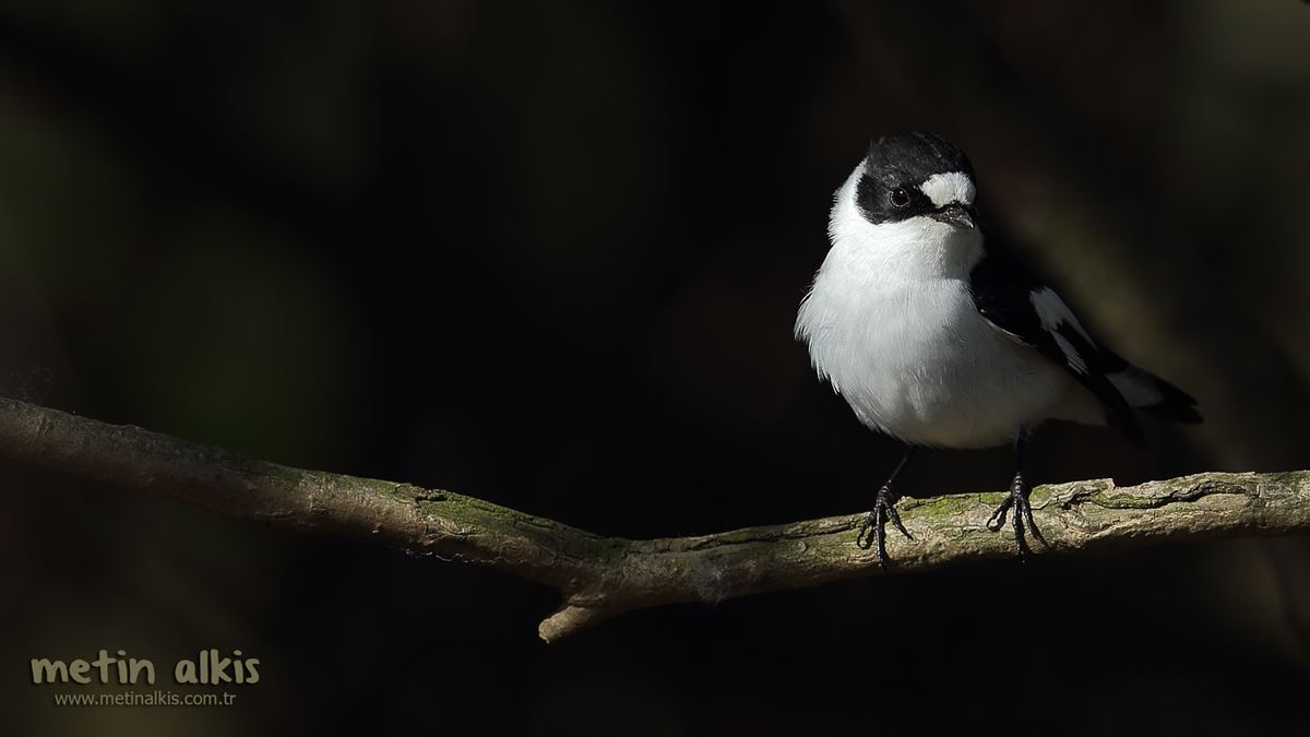 Collared Flycatcher