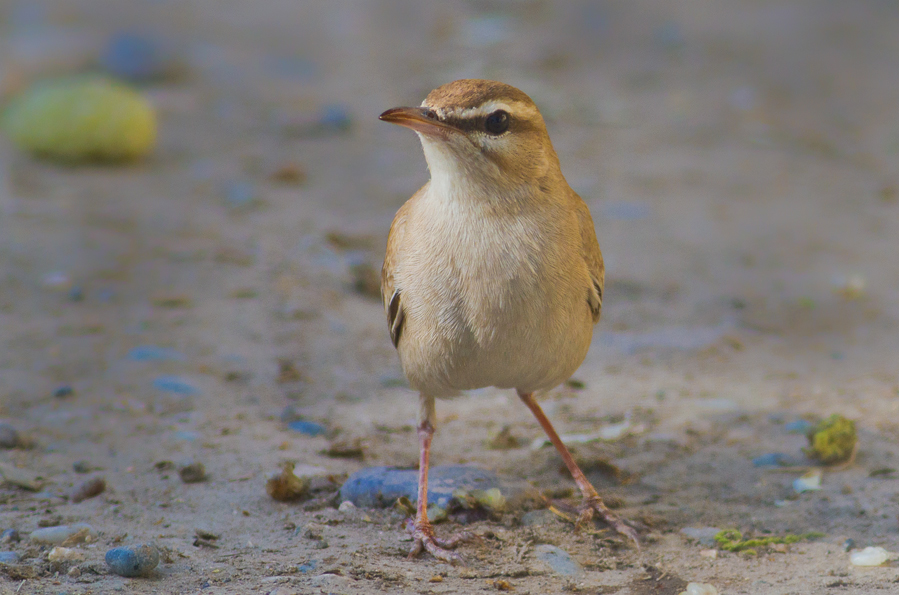 Rufous-tailed Scrub Robin