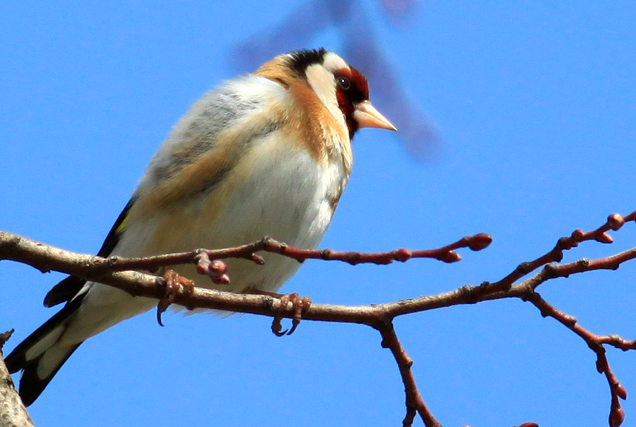 European Goldfinch