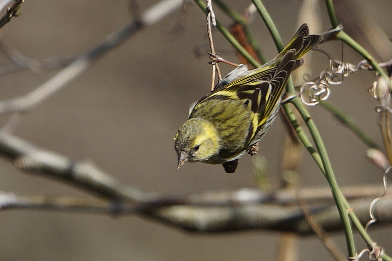 Eurasian Siskin