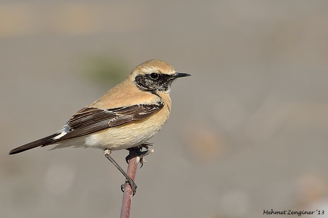 Desert Wheatear