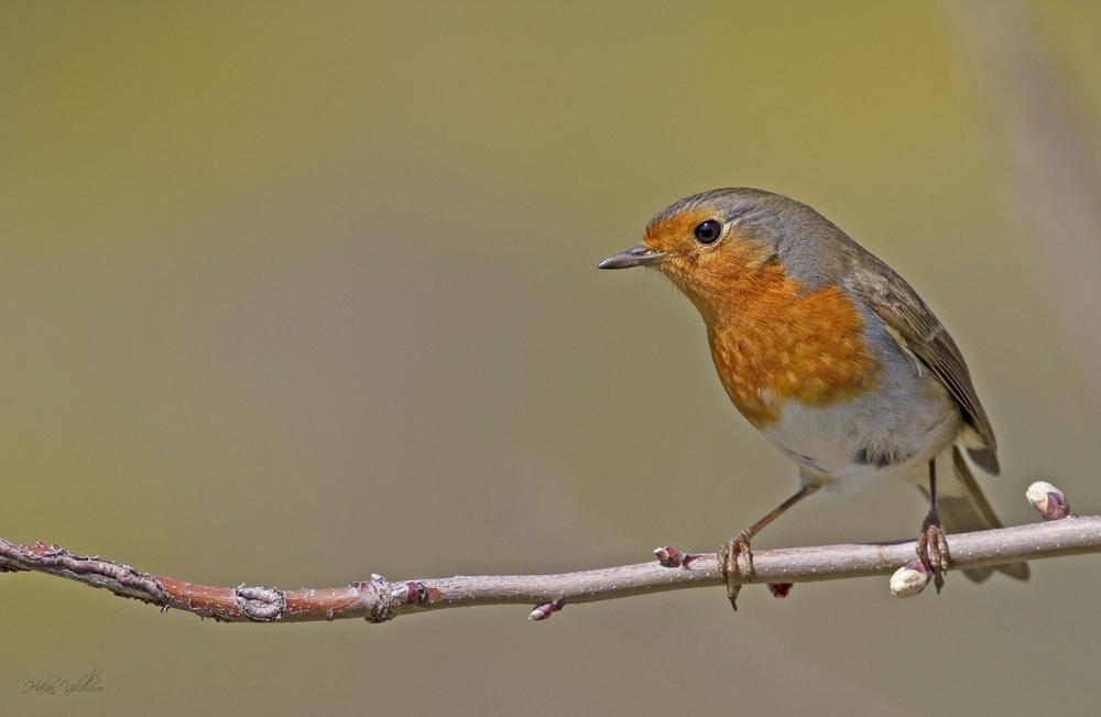 European Robin