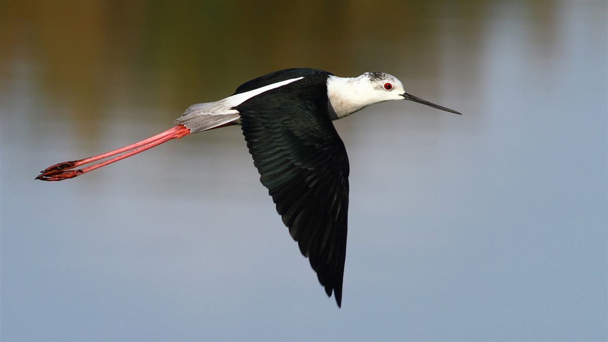 Black-winged Stilt