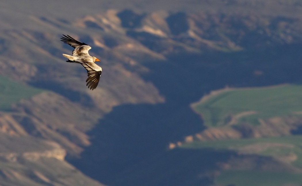 Egyptian Vulture