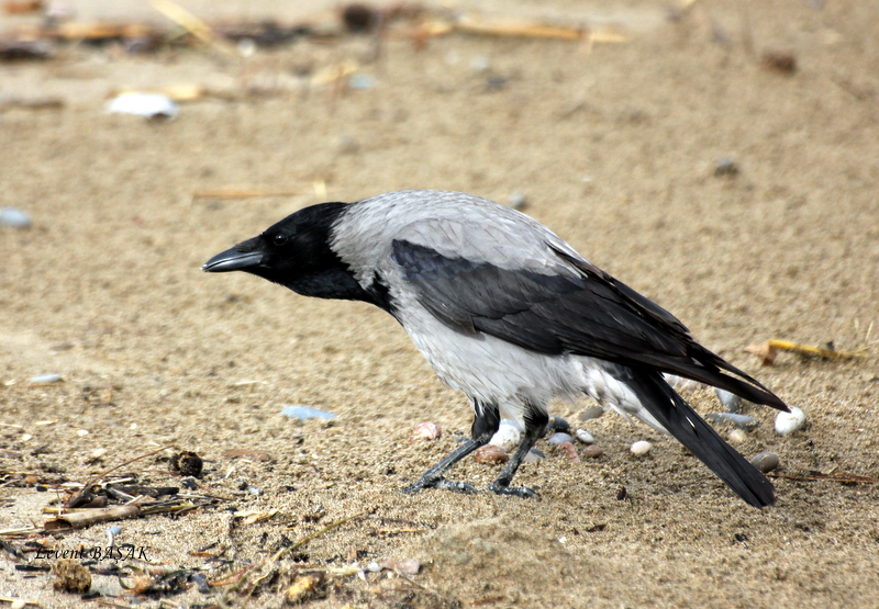 Hooded Crow