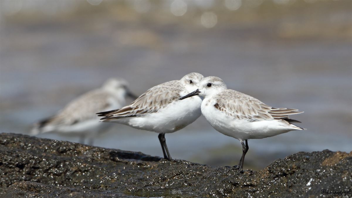 Sanderling