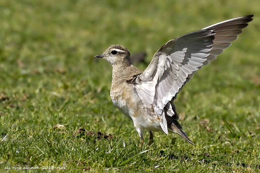 Eurasian Dotterel