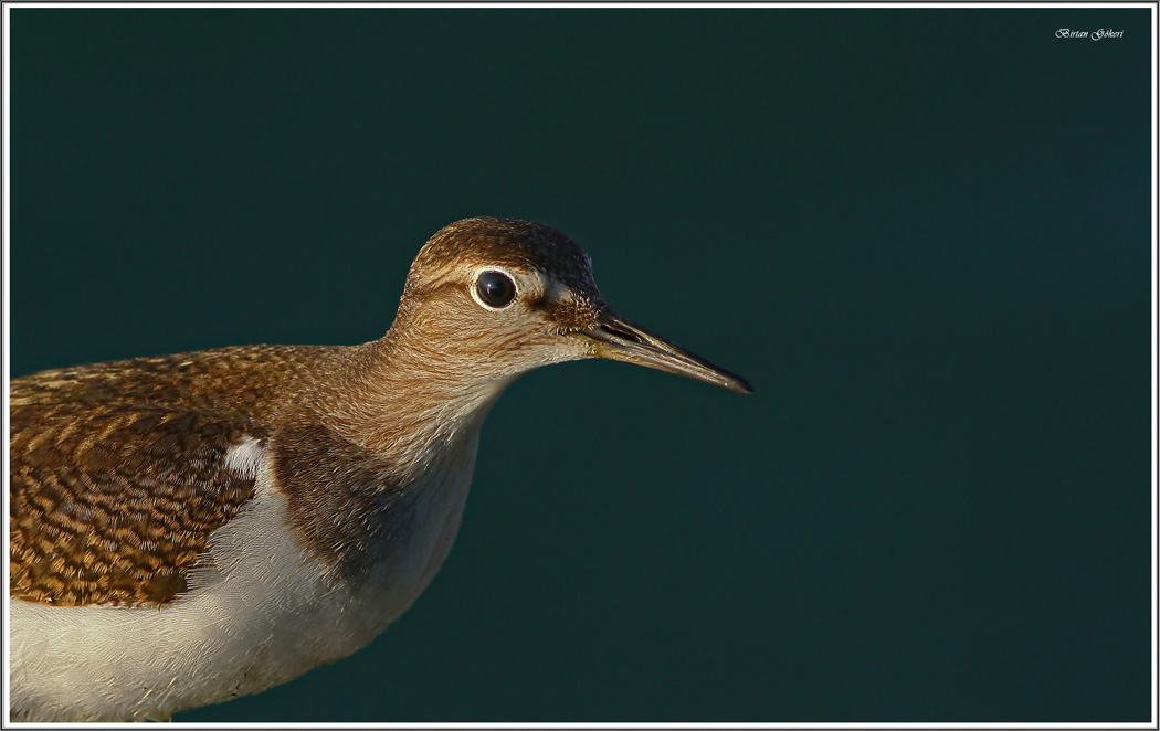 Common Sandpiper