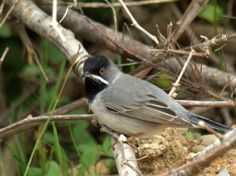 Rüppell`s Warbler