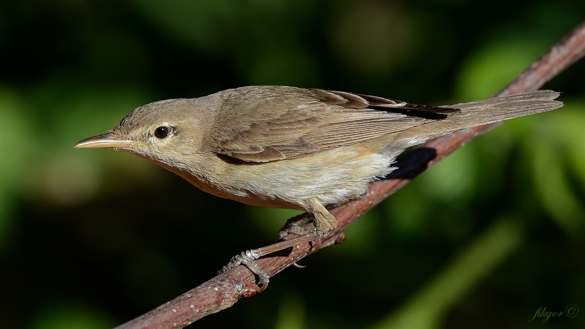 Eastern Olivaceous Warbler