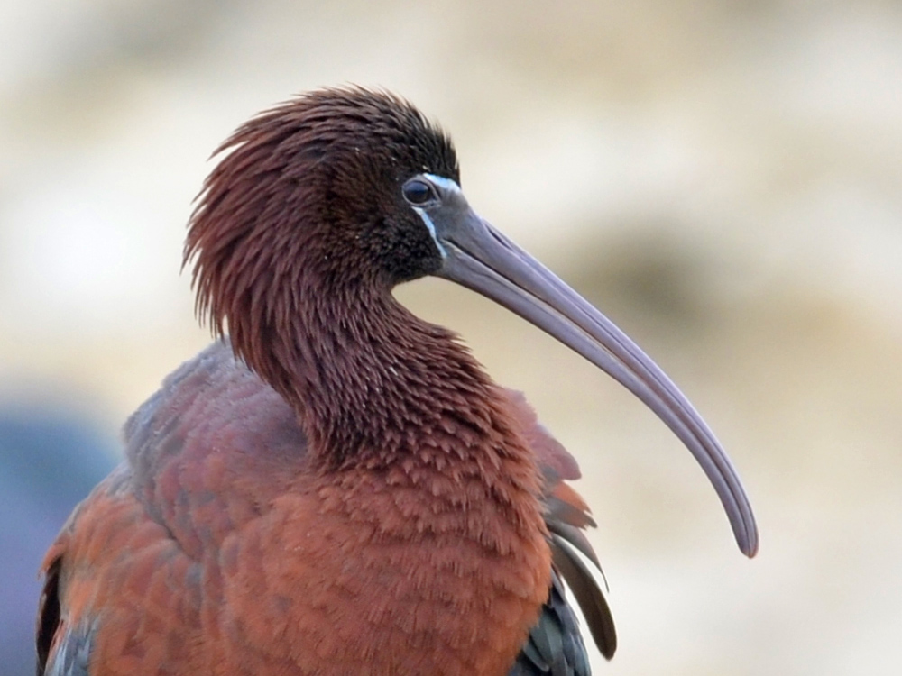 Glossy Ibis