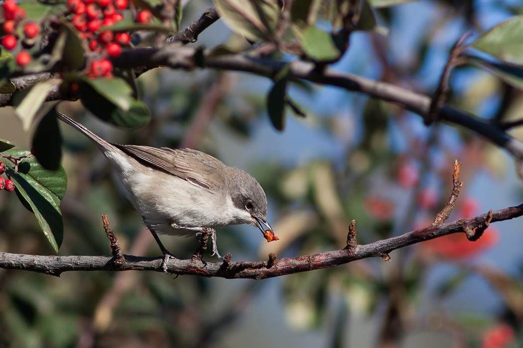 Lesser Whitethroat