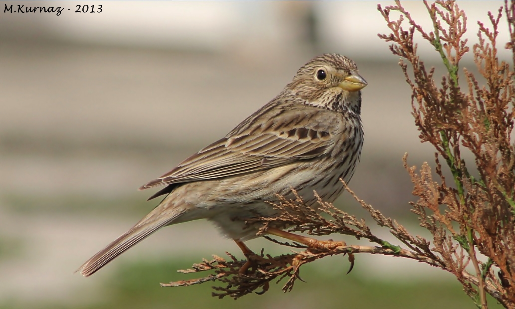 Corn Bunting