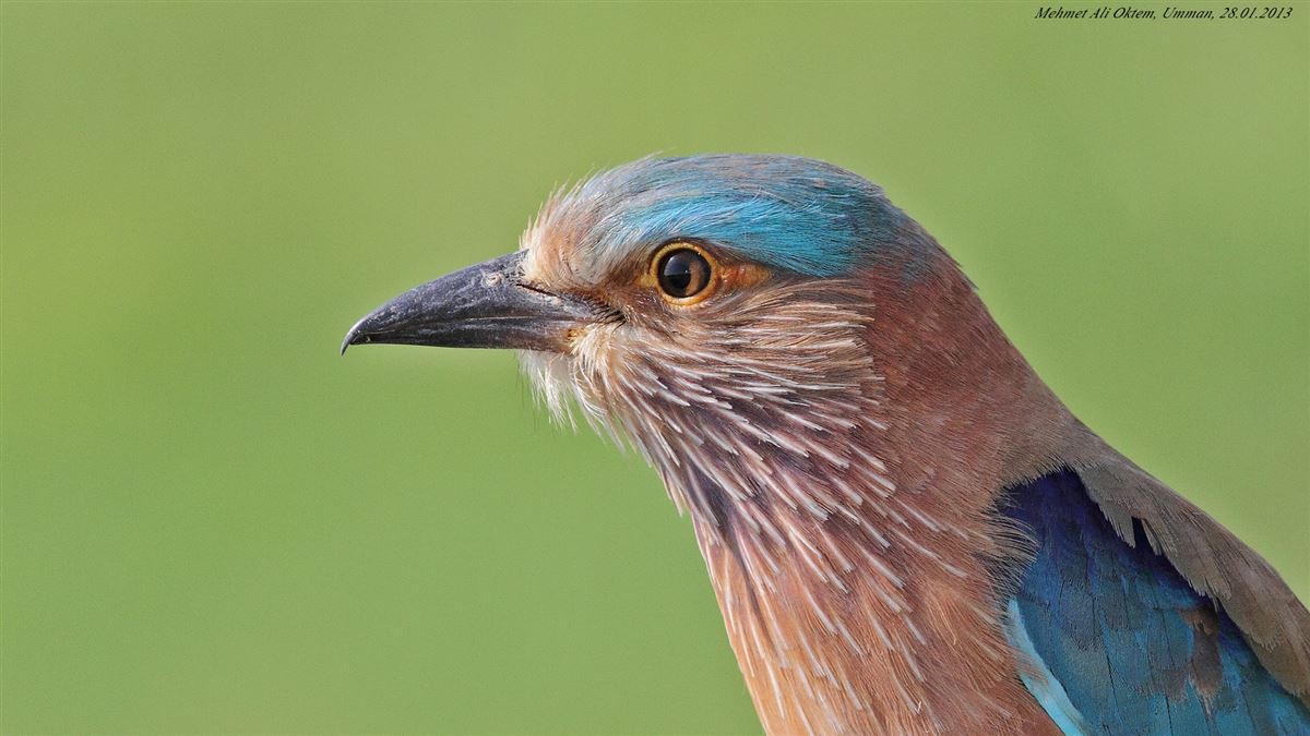 Indian Roller