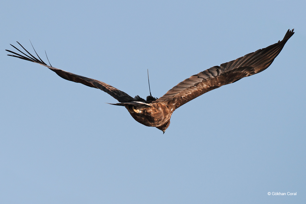 Greater Spotted Eagle