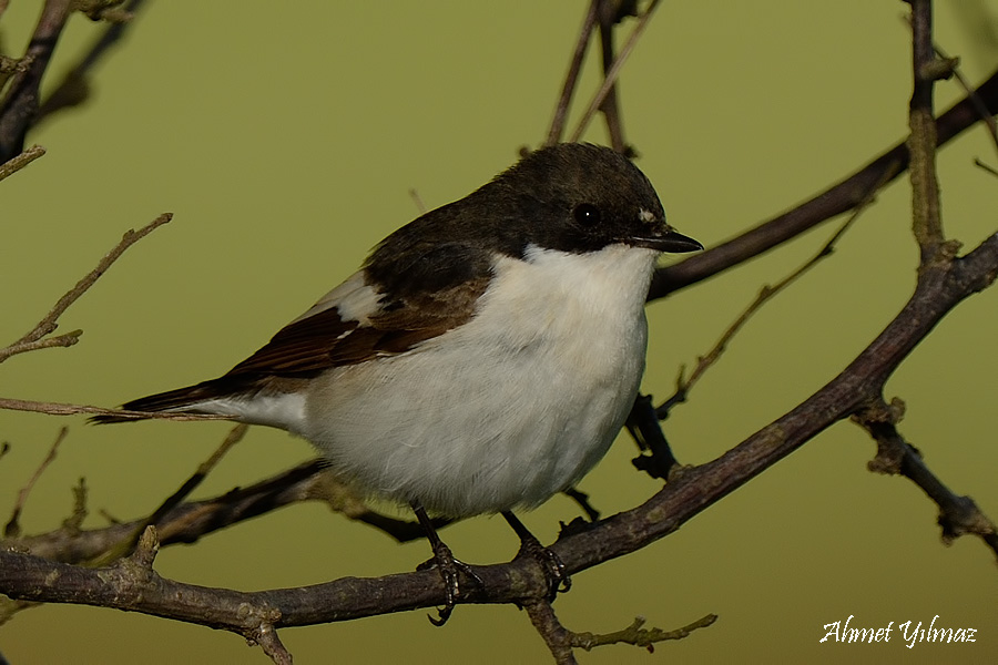 European Pied Flycatcher