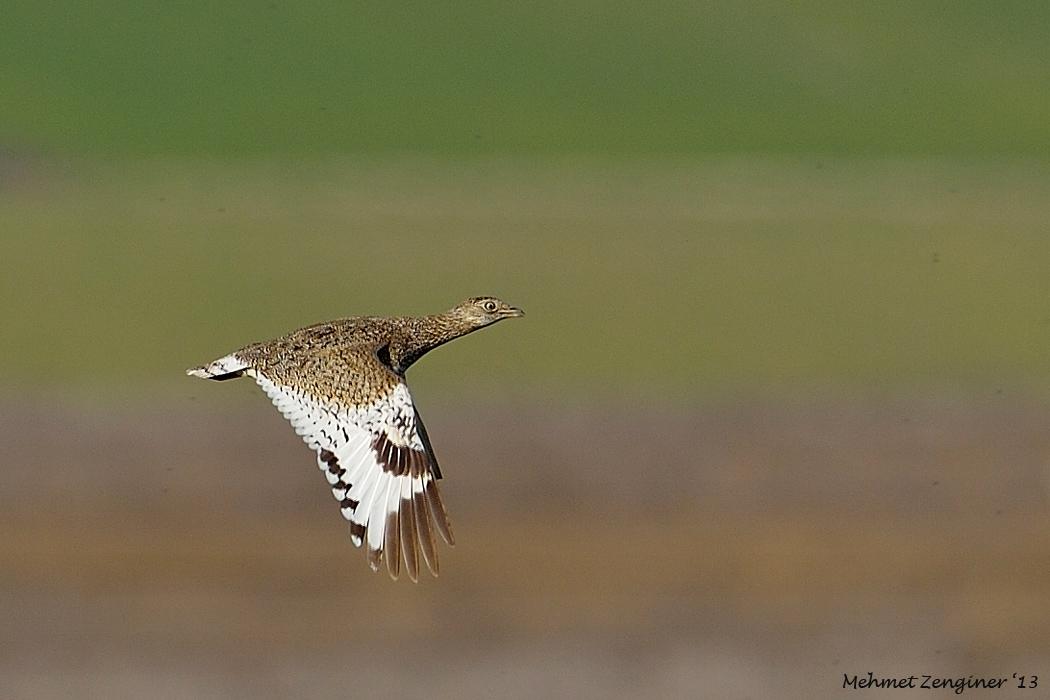 Little Bustard