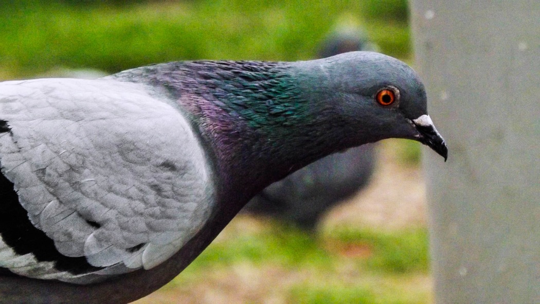 Rock Dove