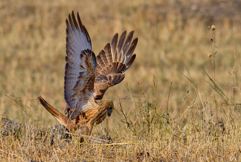 Long-legged Buzzard