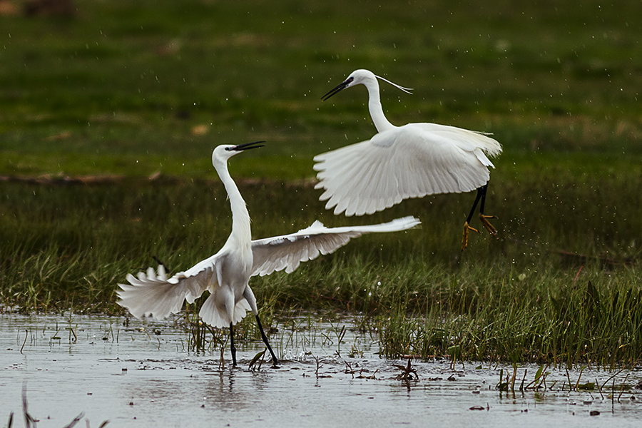 Little Egret