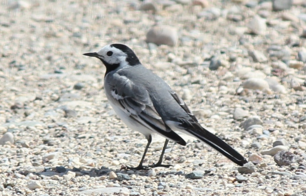 White Wagtail
