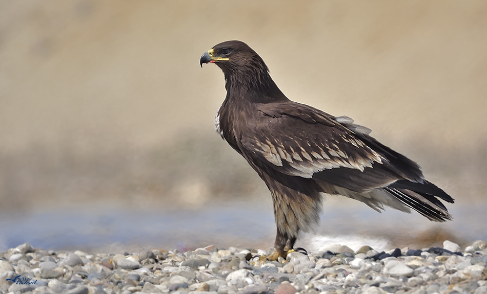 Greater Spotted Eagle